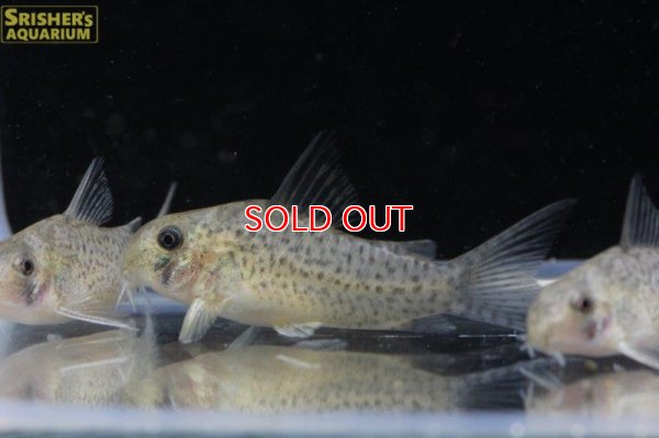 画像3: コリドラス ｓｐ. ダニエル（ブリード）３匹