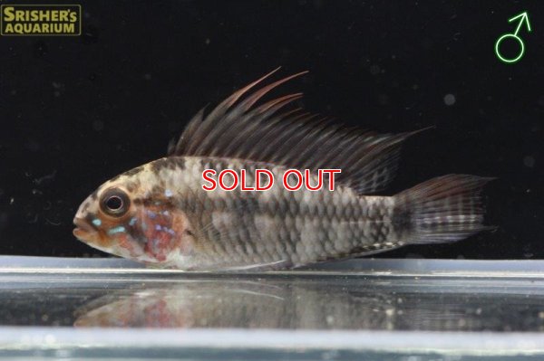 画像4: アピストグラマ ｓｐ. カパルアリ（ペア）n-1【２０１８年採集・イサナ川上流産】