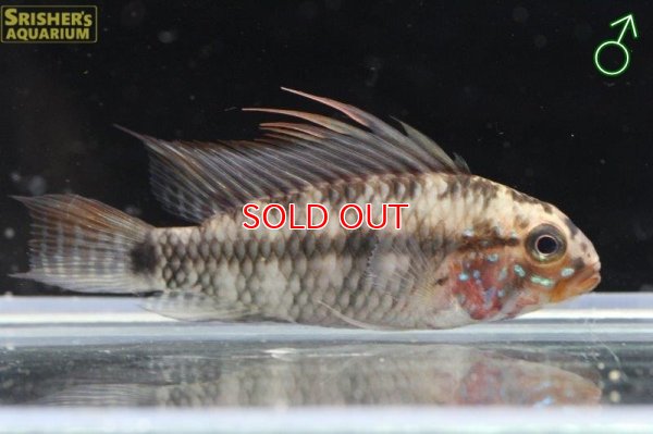 画像3: アピストグラマ ｓｐ. カパルアリ（ペア）n-1【２０１８年採集・イサナ川上流産】