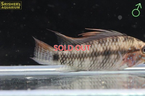 画像6: アピストグラマ ｓｐ. カパルアリ（ペア）n-1【２０１８年採集・イサナ川上流産】