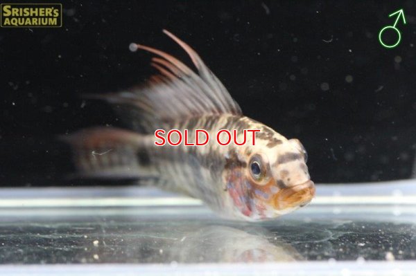 画像5: アピストグラマ ｓｐ. カパルアリ（ペア）n-1【２０１８年採集・イサナ川上流産】