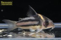 コリドラス スーパーパラレルス WILD