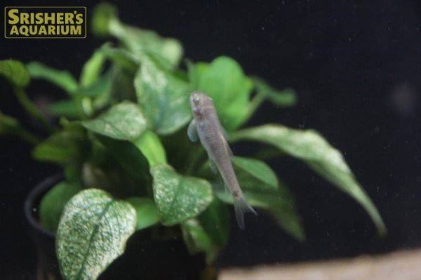 画像2: ガラ ルーファ