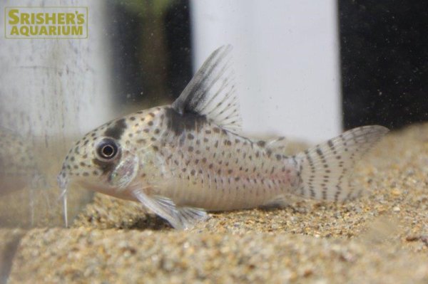 画像5: コリドラス　ロンドニア　８