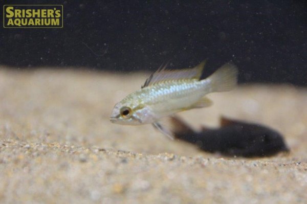 画像6: アピストグラマ　トリファスキアータ　(ブリード) 