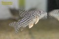 コリドラス ステルバイ (ブリード)