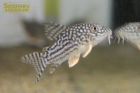コリドラス ステルバイ (ブリード)