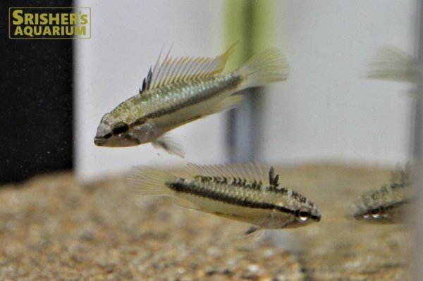 画像3: アピストグラマ　トリファスキアータ　(ブリード) 