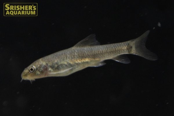 画像1: ガラ ルーファ