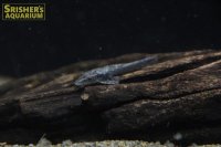 オトシンネグロ WILD