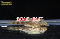 タイガープレコ