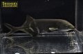 エレファントノーズ