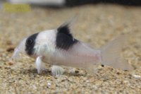 コリドラス ニューショートノーズスーパービコロール