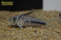 コリドラス シパリウィニー（ブリード）