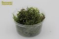 水草 南米ウィローモス (Sカップ)
