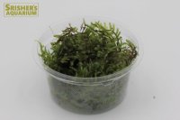 水草 南米ウィローモス (Sカップ)