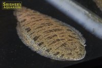 ニューギニア淡水カレイ