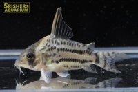 コリドラス スーパーシュワルツィ