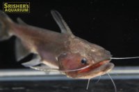 バトラクスキャット