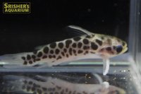 ゴールデンレオパードタティア