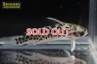ゴールデンレオパードタティア