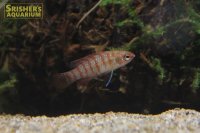 スカーレットジェム