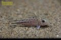 コリドラス　ロビネアエ