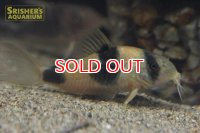 コリドラス ワイツマニー WILD