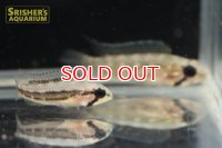 アピストグラマ  ディプロタエニア (バルセロス) (ペア)