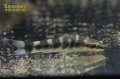ニューゼブラオトシン