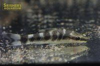 ニューゼブラオトシン