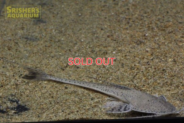 画像6: サンダーロリカリア