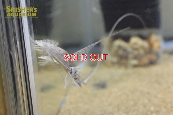 画像3: サンダーロリカリア