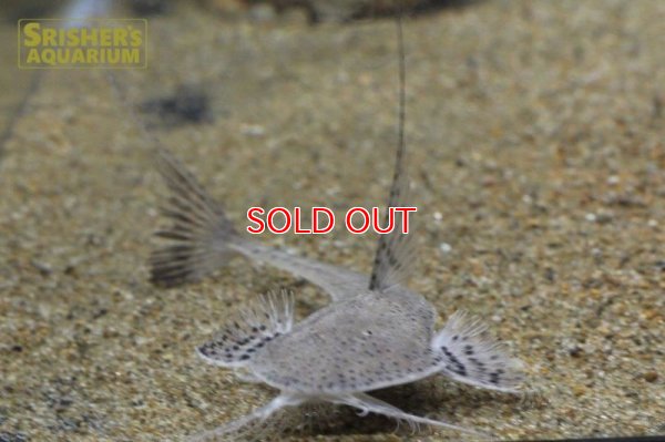 画像4: サンダーロリカリア