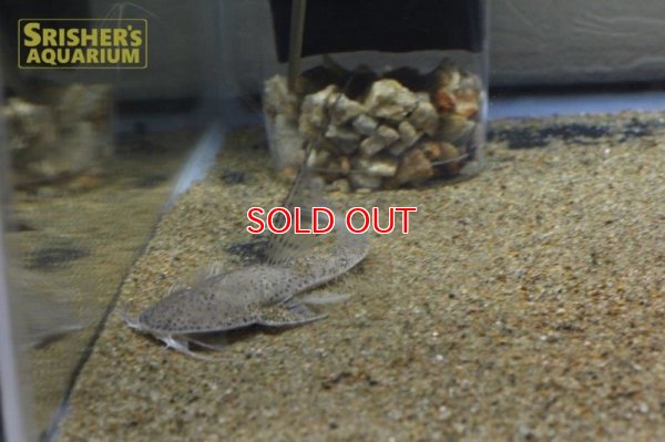 画像5: サンダーロリカリア