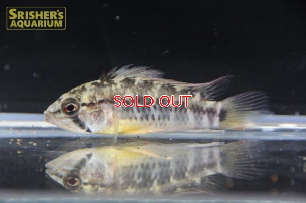 画像10: アピストグラマ ｓp.  sc-26（ペア）n-2【２０１９年採集】【コロンビア】