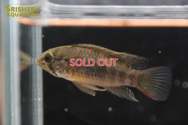 画像4: アピストグラマ ｓp.  sc-66（ペア）n-3【２０１９年採集】【コロンビア】