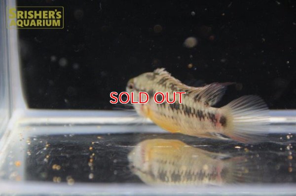 画像11: アピストグラマ ｓp.  sc-26（ペア）n-3【２０１９年採集】【コロンビア】