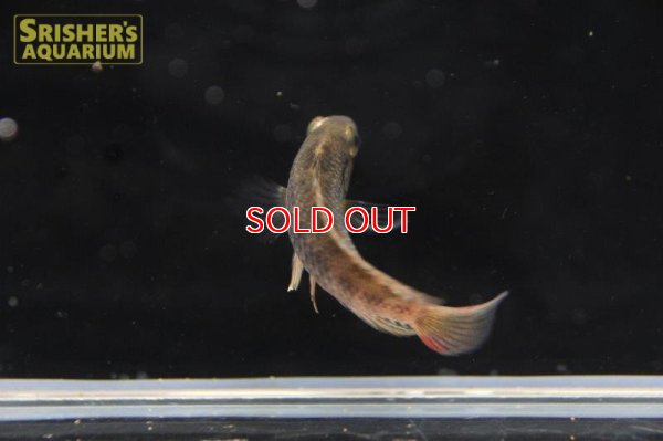 画像5: アピストグラマ ｓp.  sc-66（ペア）n-3【２０１９年採集】【コロンビア】