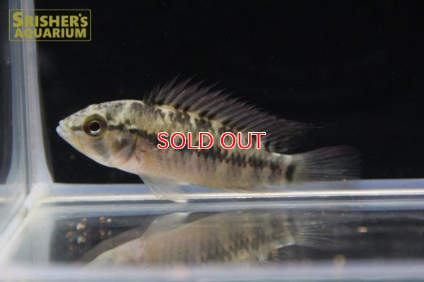 画像3: アピストグラマ ｓｐ. "リオカウラ" sv-50（ペア）n-５【２０１９年採集】【ベネズエラ】