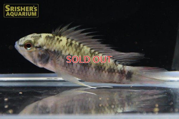 画像12: アピストグラマ ｓｐ. "リオカウラ" sv-50（ペア）n-4【２０１９年採集】【ベネズエラ】