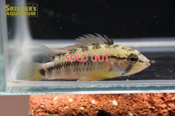 画像11: アピストグラマ ｓp.  sc-26（ペア）n-2【２０１９年採集】【コロンビア】