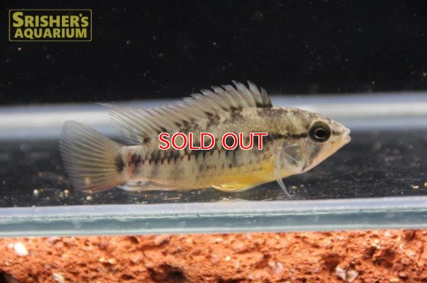 画像9: アピストグラマ ｓp.  sc-26（ペア）n-3【２０１９年採集】【コロンビア】