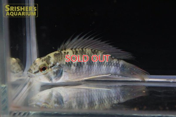 画像14: アピストグラマ ｓｐ. "リオカウラ" sv-50（ペア）n-4【２０１９年採集】【ベネズエラ】