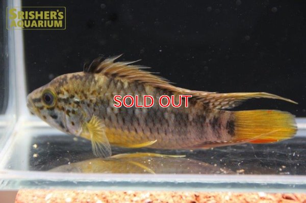 画像10: アピストグラマ ｓp.  sc-66（ペア）n-1【２０１９年採集】【コロンビア】