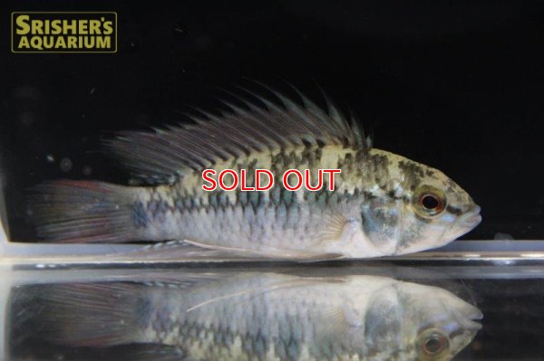 画像15: アピストグラマ ｓｐ. "リオカウラ" sv-50（ペア）n-4【２０１９年採集】【ベネズエラ】