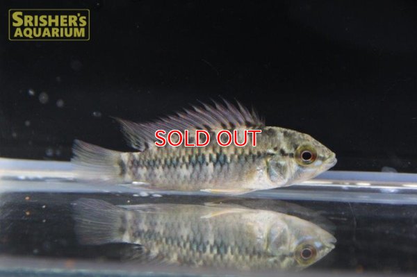 画像6: アピストグラマ ｓｐ. "リオカウラ" sv-50（ペア）n-５【２０１９年採集】【ベネズエラ】