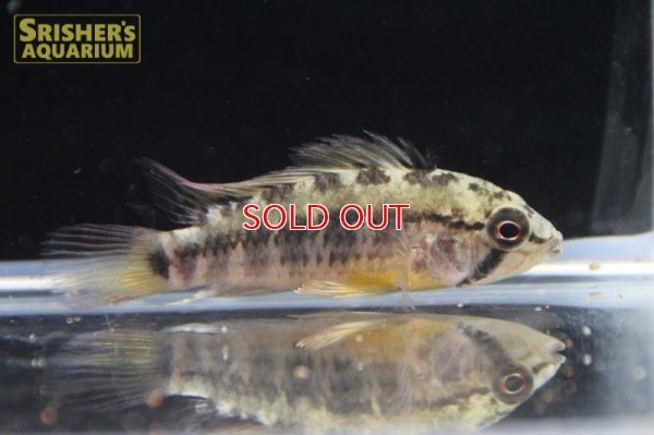 画像7: アピストグラマ ｓp.  sc-26（ペア）n-2【２０１９年採集】【コロンビア】