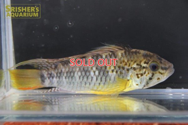 画像8: アピストグラマ ｓp.  sc-66（ペア）n-1【２０１９年採集】【コロンビア】