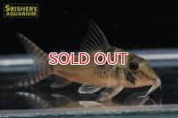 コリドラス ｓｐ. フォルテッシモII n-1 新着種！！【２０１９年採集】【ベネズエラ】
